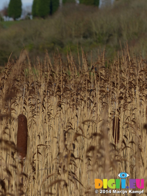 LZ00283 Reeds at Cosmeston lakes